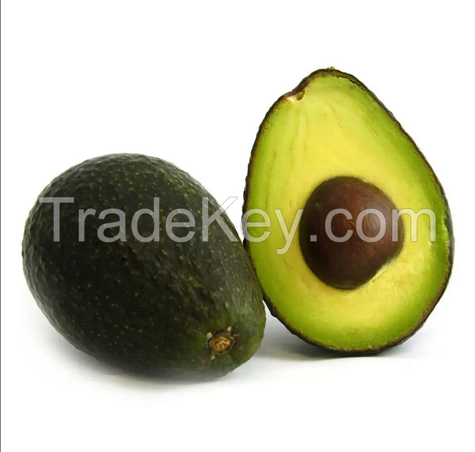 Cheap and super fresh Fresh Avocado / Hass Avocado, Fuerte Avocado For Sale