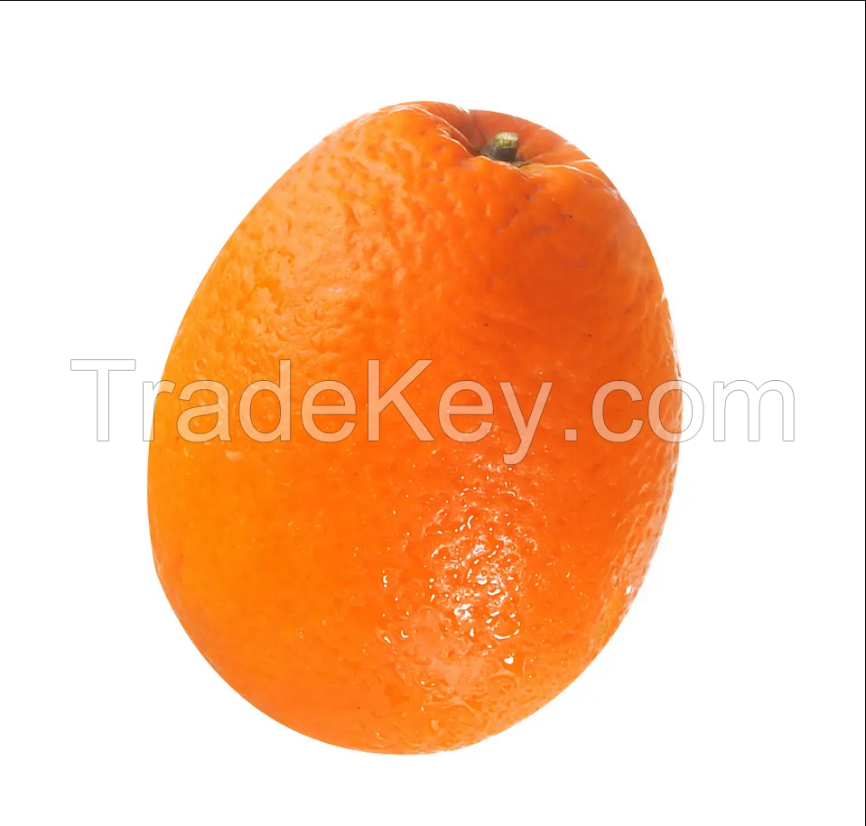 High Quality Navel Orange Oranges New Crop Of Fresh Orange Natural Sweet For Sale From Egypt