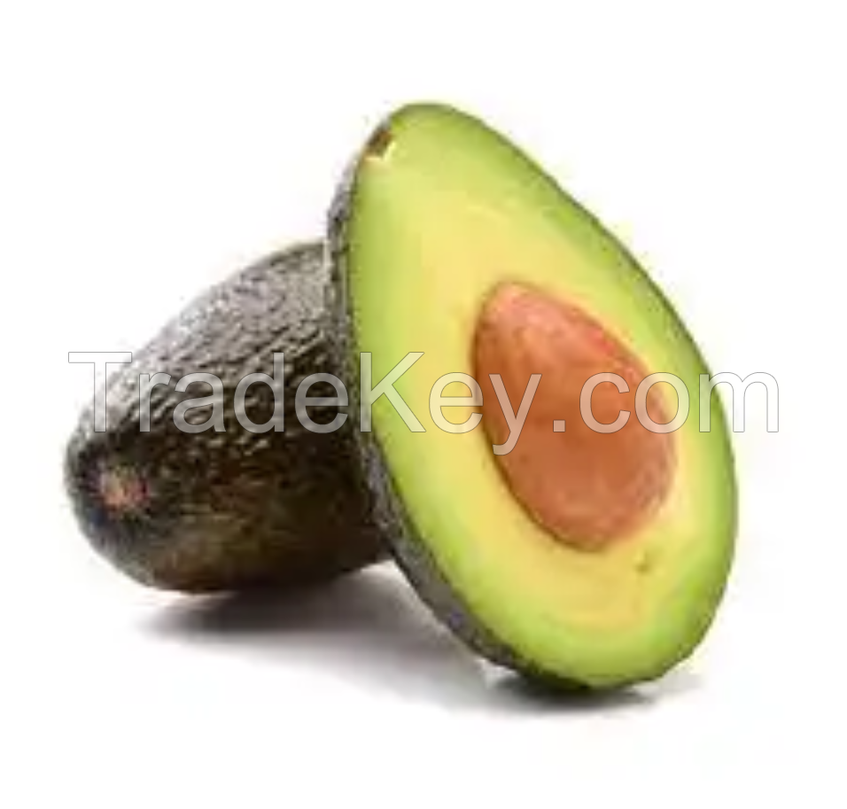 Cheap and super fresh Fresh Avocado / Hass Avocado, Fuerte Avocado For Sale