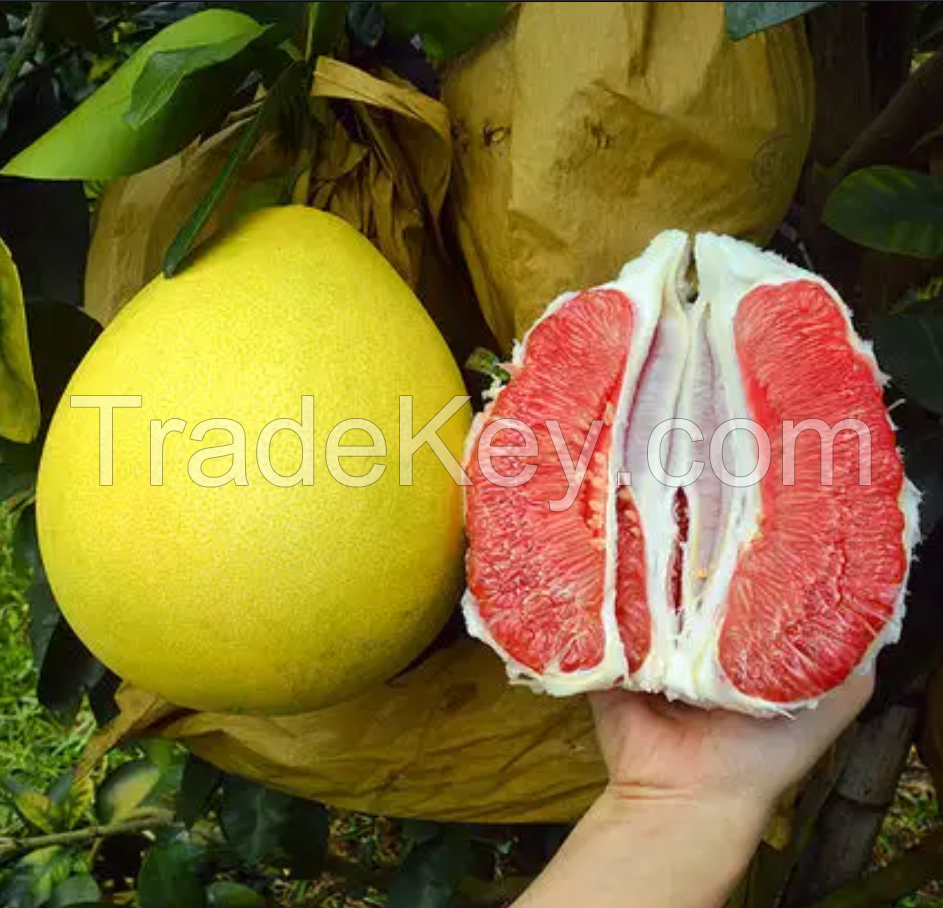 Vietnamese Grapefruit Delicious Pomelo Fresh Fruit Best Price 2023