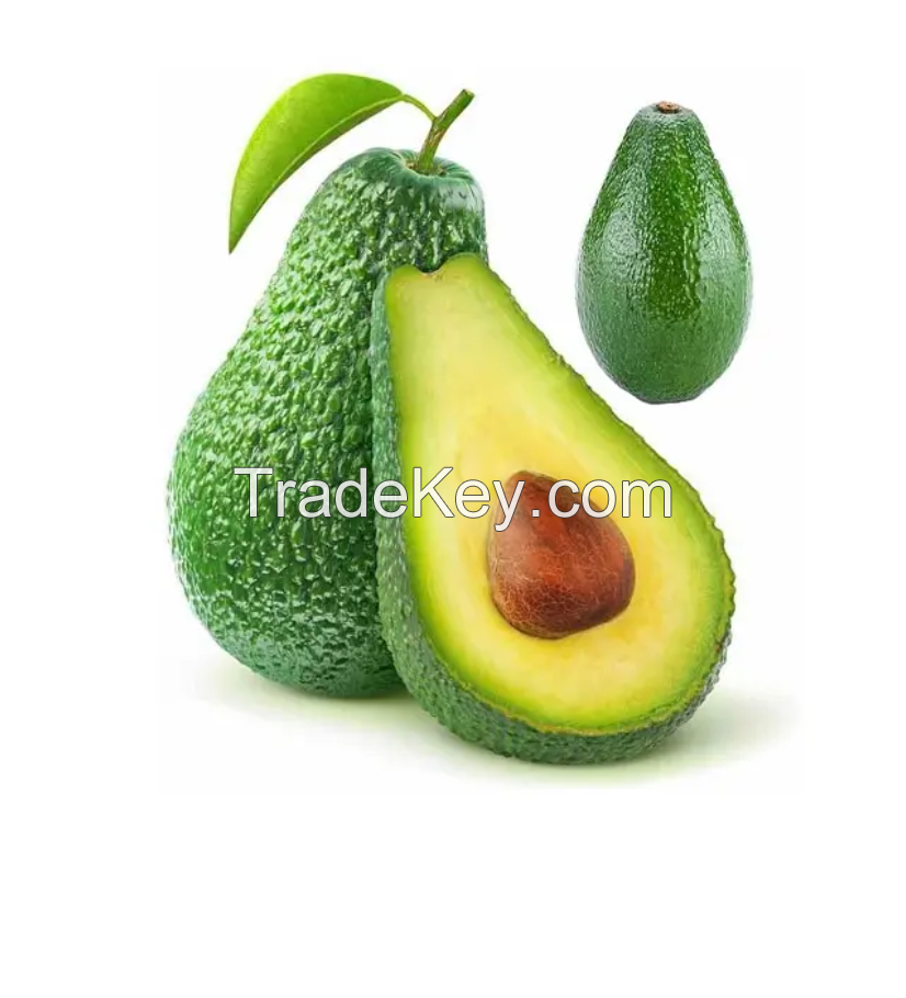 Best Quality Wholesale Factory Price Fresh Avocado Green Tropical Fruit
