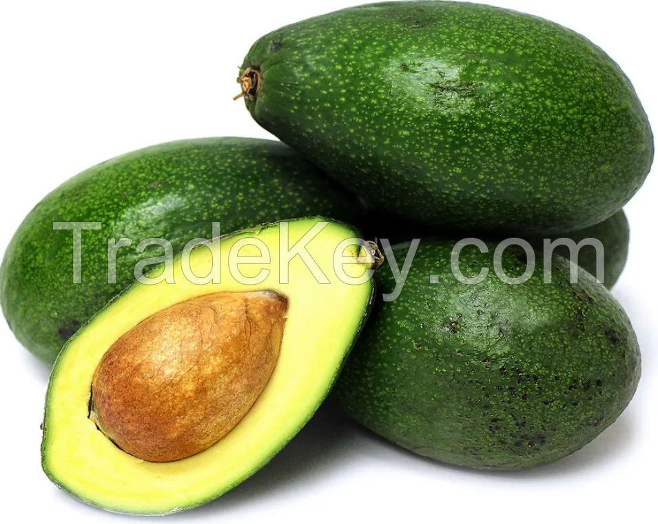 2023 Fresh Avocado Avocado Oil Avocado Hass Ready For Export