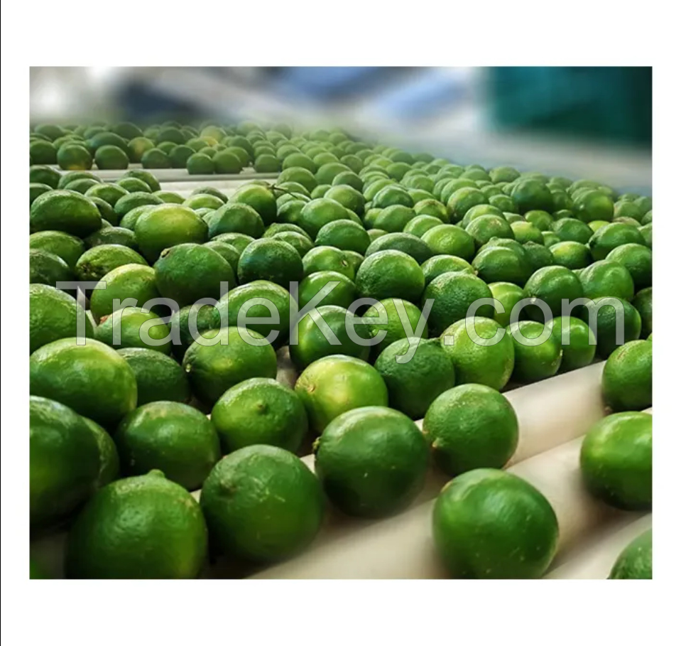 New Crop 2023 Green Fresh Lime / Fresh Citrus Fruit/ Natural Lemon Seedless