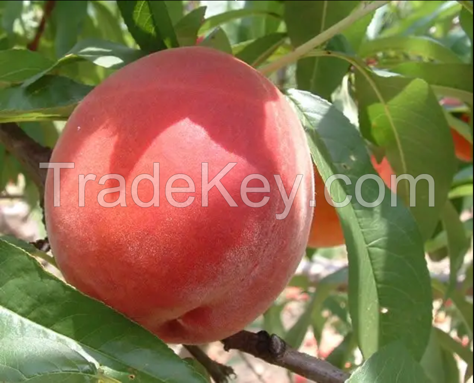 Best quality sweet and juicy fresh delicious white flesh nectarine peaches