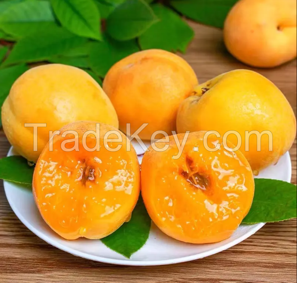 Top Quality Fresh Apricot, Organic Fresh Apricot, Fresh Apricot Fruit Supplier best selling cheap price