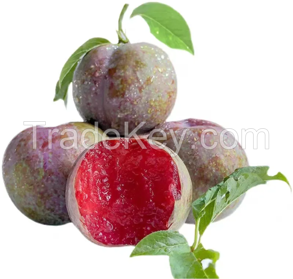 Fresh delicious and juicy fresh plum fruit origin china