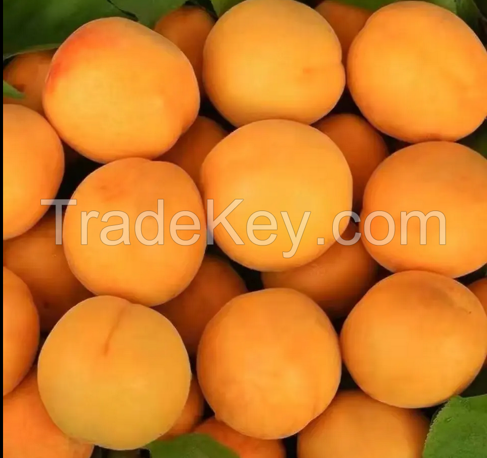 Fresh Apricots for sale fresh from farm