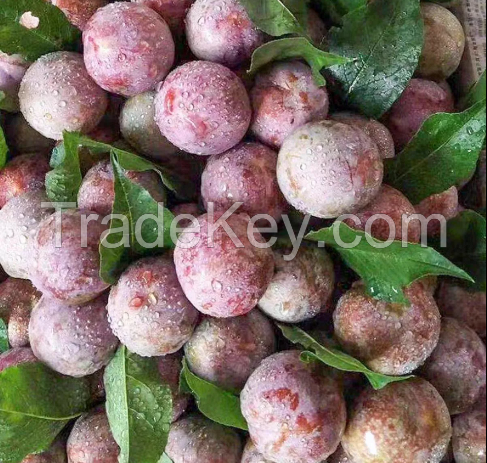 Plums made in vietnam 100% Natural Organic Cultivation type Wholesale Hot 2022