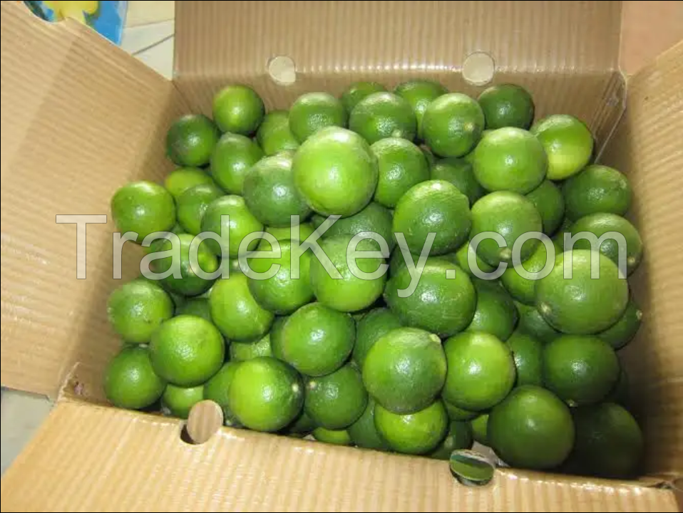 Top Sale Natural Citrus Fruit Fresh Seedless Lemon/ Seedless Lime From Vietnam For Cooking Or Drinking