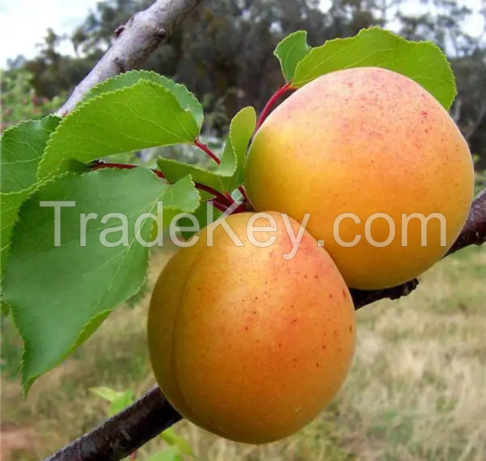 %100 Natural Organic FRESH APRICOTS from TURKISH PRODUCER
