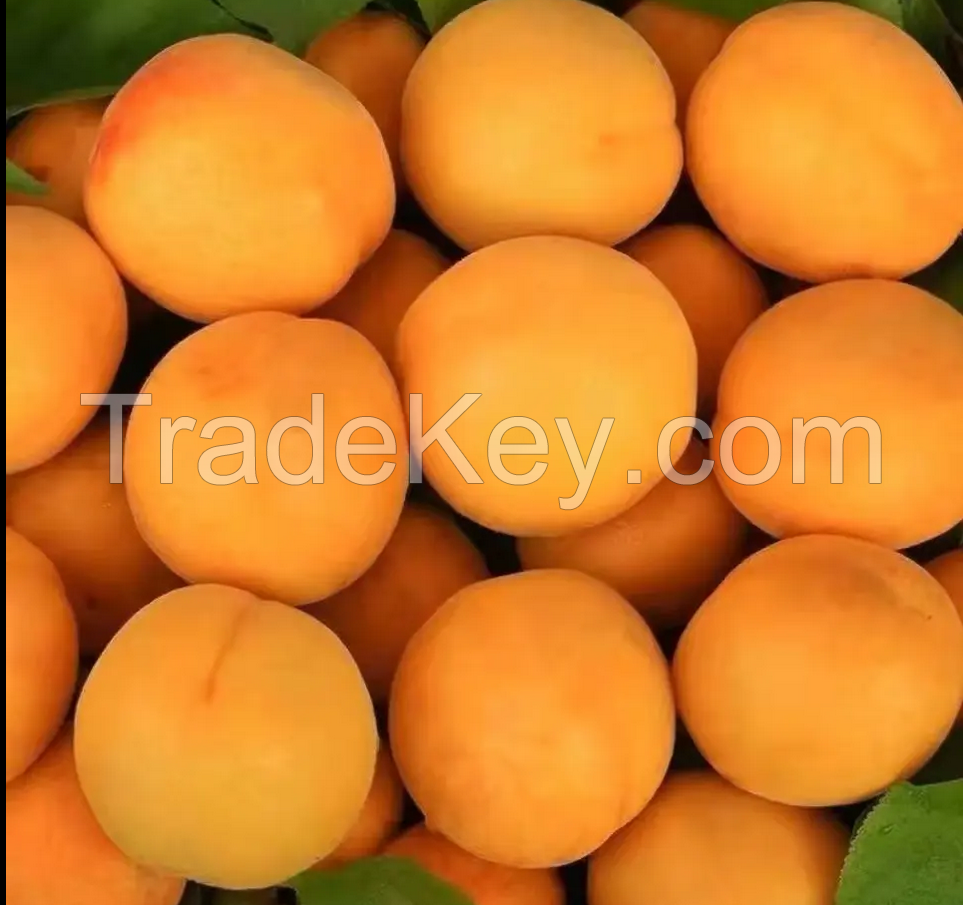 %100 Natural Organic FRESH APRICOTS from TURKISH PRODUCER