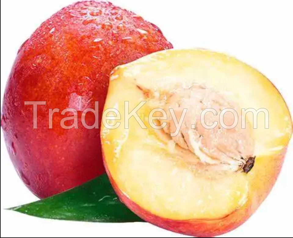 Cheap price Fresh Peach for best quality