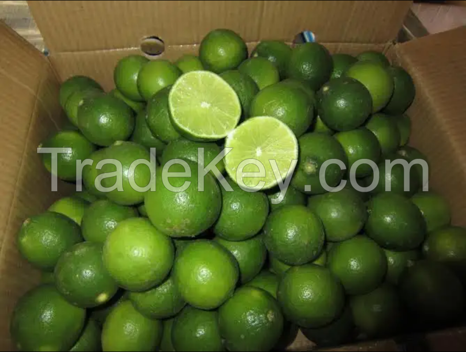 2022 New crop Fresh Lime 100% Maturity natural taste High Quality Fresh Fruit Citrus