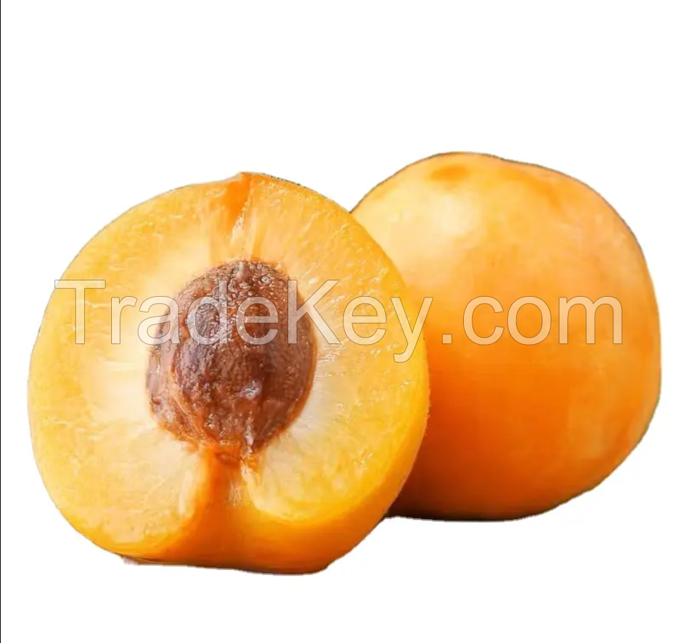 Factory price wholesale apricots yellow natural sweet fresh apricots