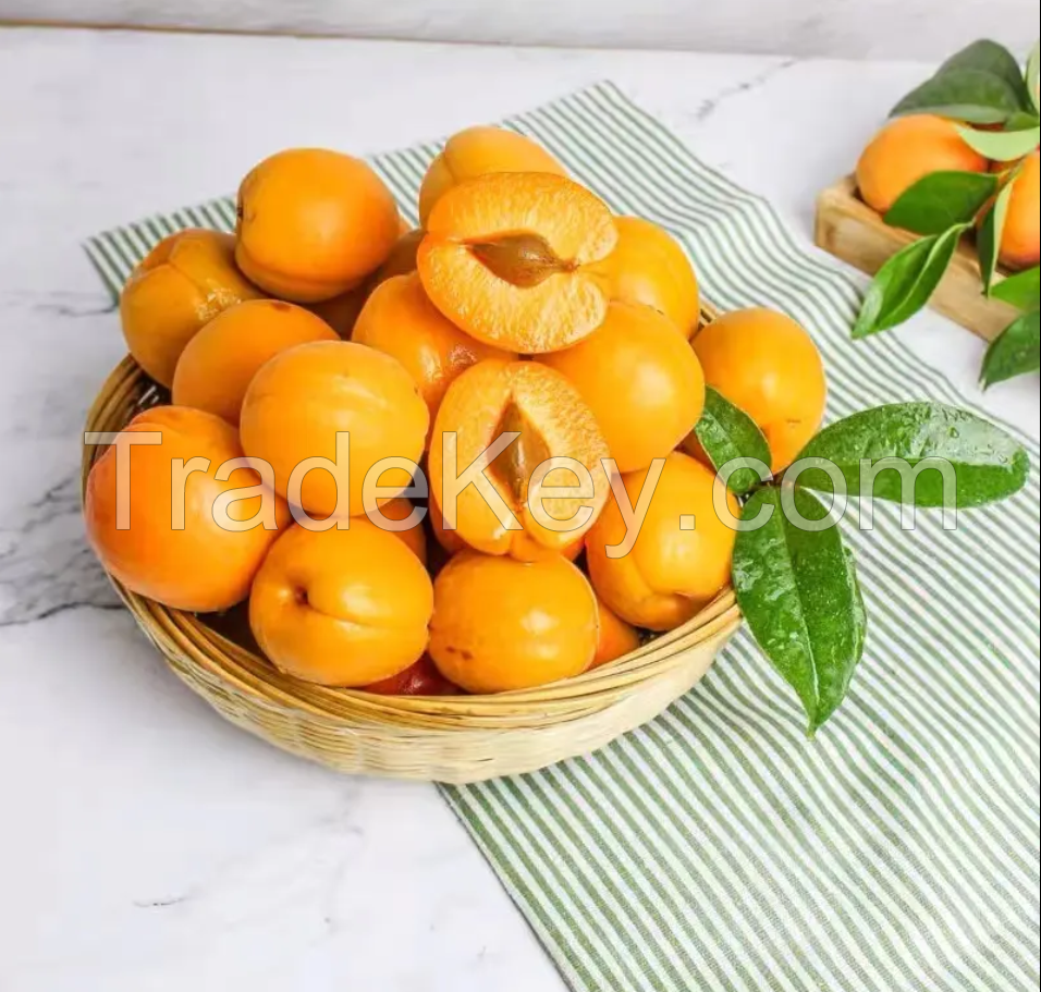 Wholesale best quality customized packing fresh sweet apricot