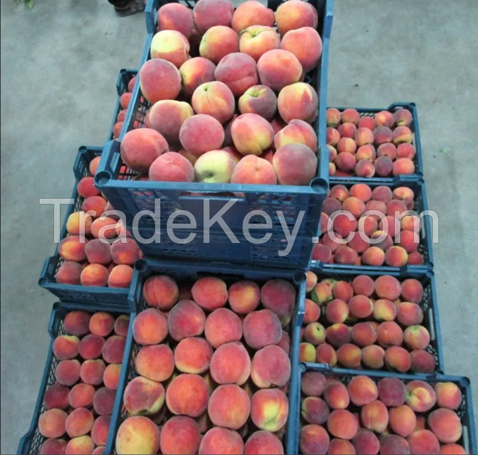 Cheap price Fresh Peach for best quality