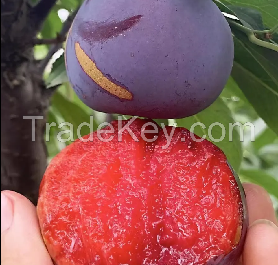 High quality Chinese Black Diamonds Variety Fresh Plum fruits