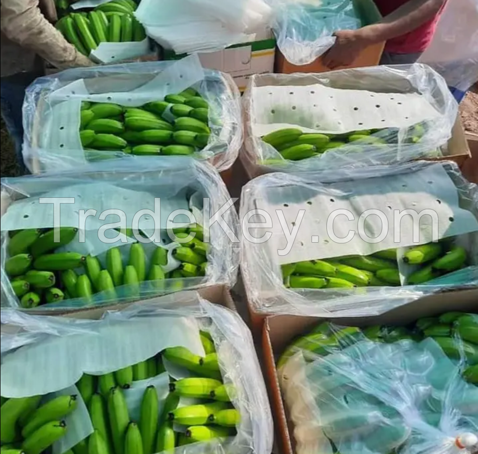 Fresh Banana Cultivated Green Banana With Factory Price Originated From Viet Nam Manufacturer