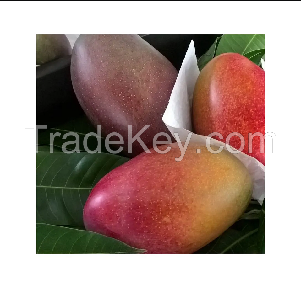 Certified Quality Wholesale Selling 100% Natural Fresh Farm Mangoes from Ecuador Exporter