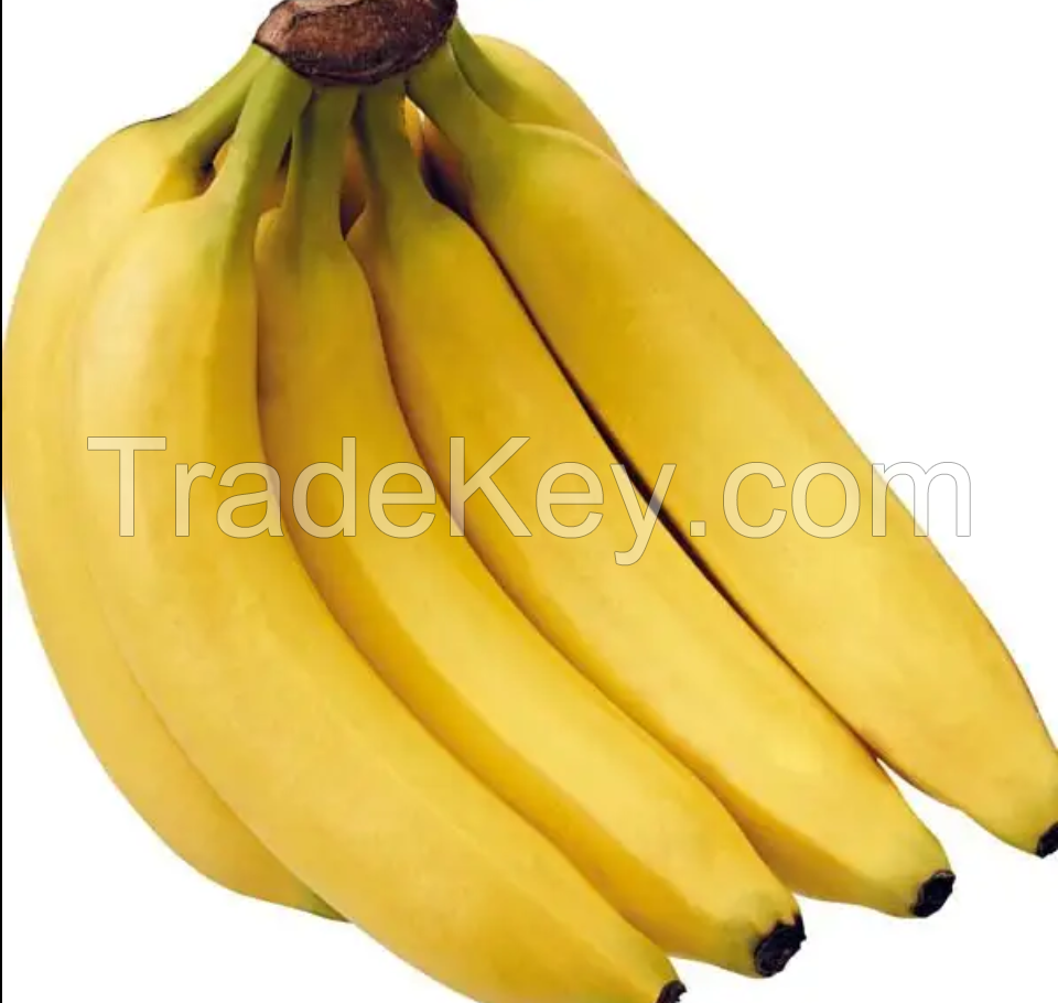 Wholesale Cavendish Banana Green/ Yellow Banana Fresh Cavendish Banana