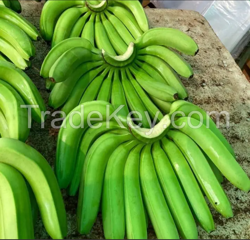 Fresh Cavendish Banana from PERU
