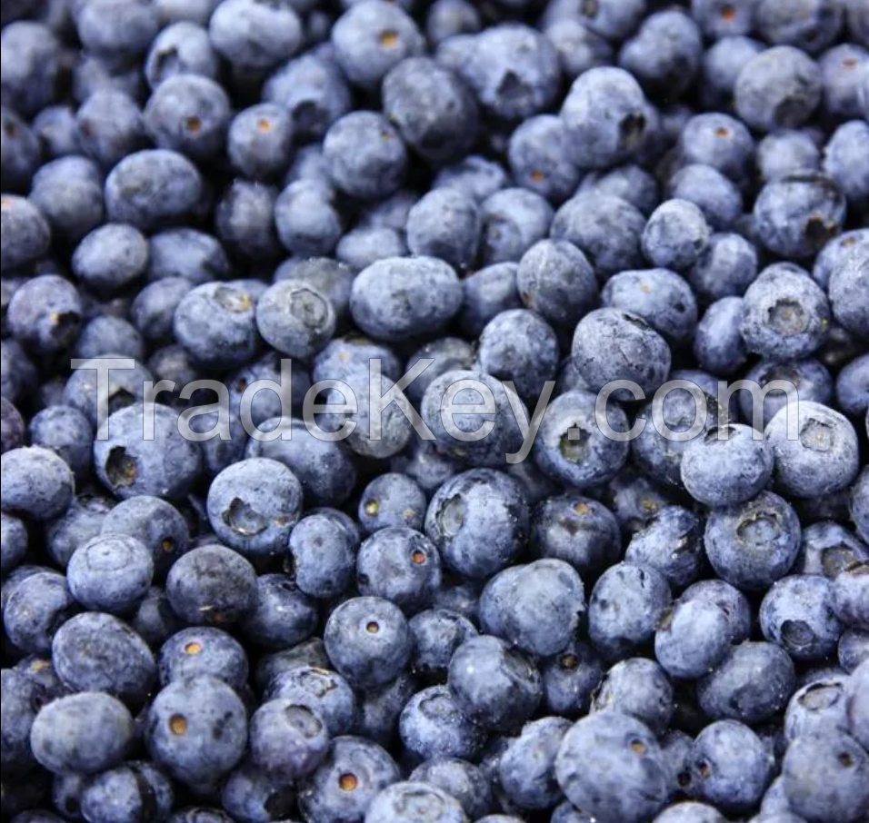 Best quality new crop iqf blueberry whole frozen blueberry whole iqf fruits