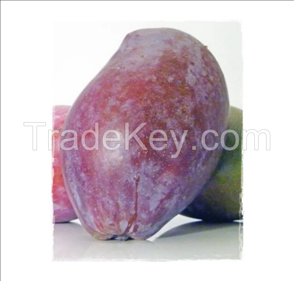 Cheap Price Fresh Mango Fruit From Vietnam / Fresh Mango High Quality
