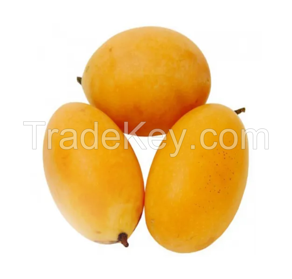 Fresh Mangos Fruit Premium Grade From Thailand. Nam dok mai Mango