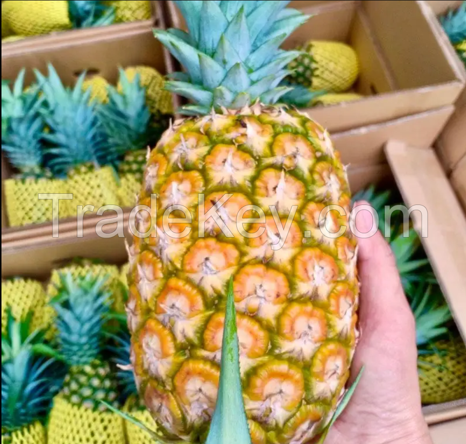 FRESH/ FROZEN PINEAPPLE - HOT PRODUCT WITH BEST PRICE
