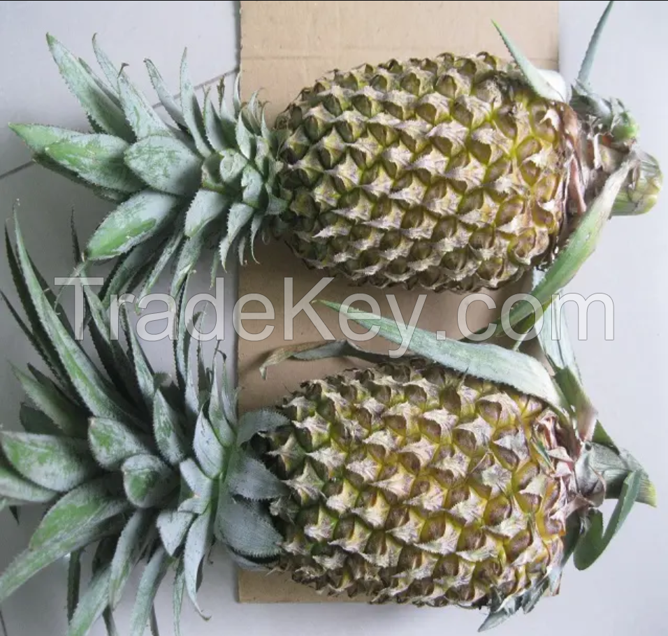 Fresh Pineapple Fruit From Sri racha Chonburi Thailand, Sweet taste Premium grade for export only