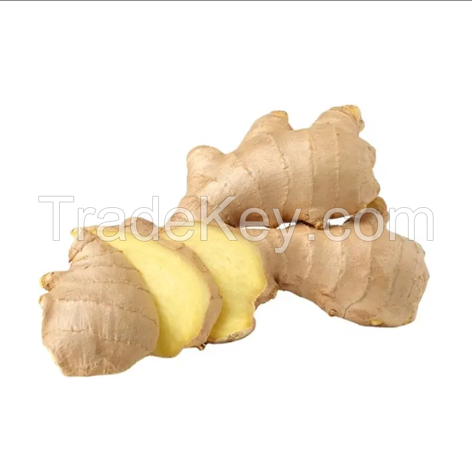 Fresh Ginger - Air Dried Ginger Root High Quality Ginger