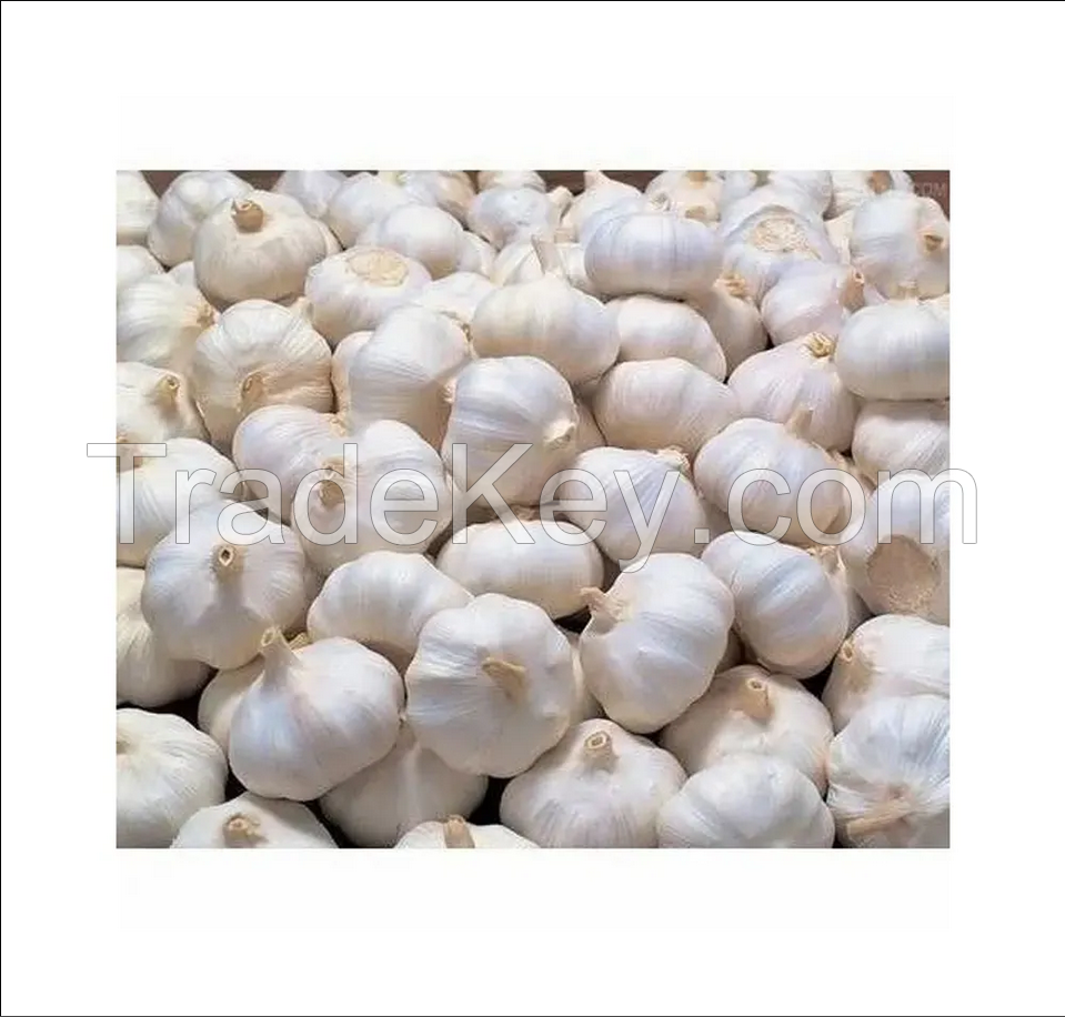 Wholesale Price Fresh Garlic White Garlic Normal White Garlic