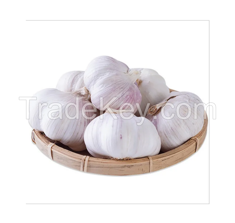Wholesale Price Fresh Garlic White Garlic Normal White Garlic