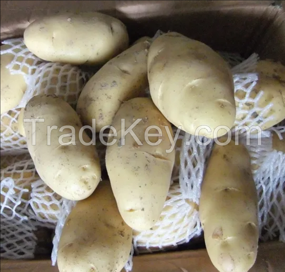 Wholesale Supplier of Natural Quality Fresh Vegetable | Fresh Irish Potatoes Bulk Quantity Ready For Export