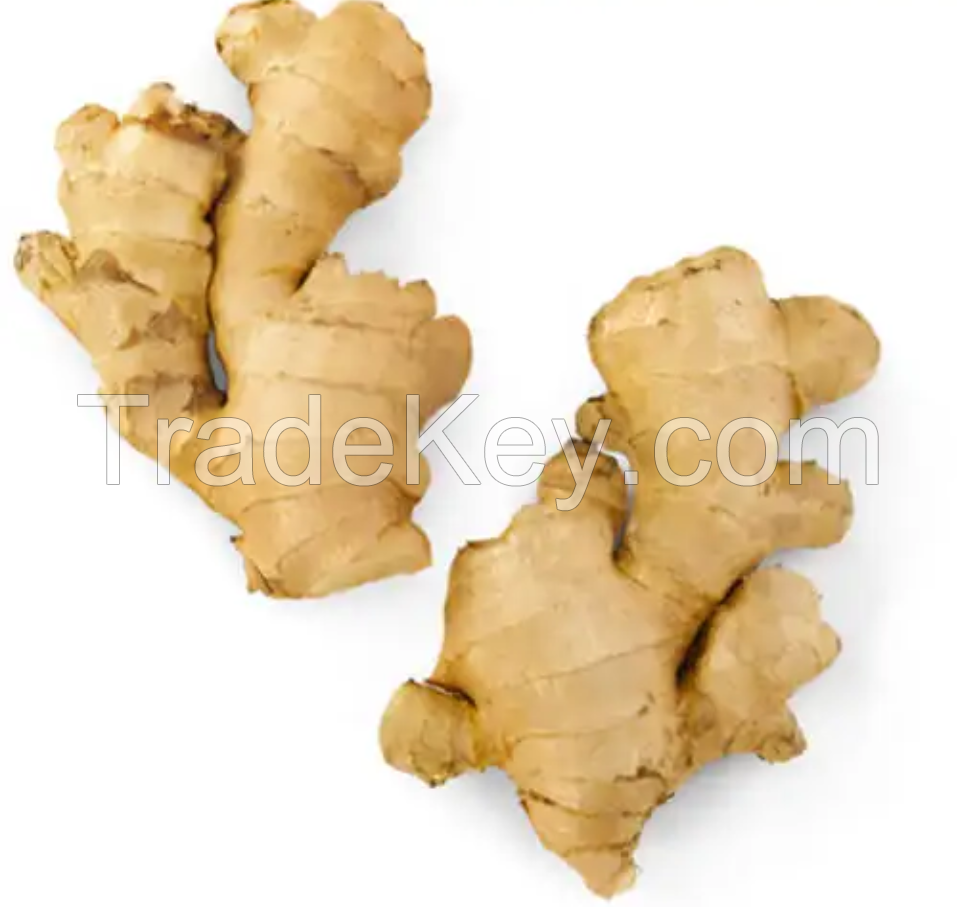 Fresh Ginger High Quality Wholesale Cheap Price New Crop Fresh Ginger