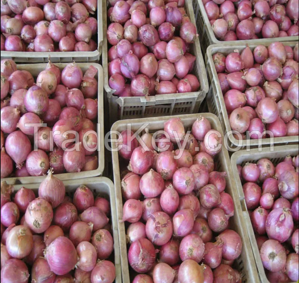 Wholesale Newest Crop Sumatra Red Onions Fresh And Original From Indonesia Premium Quality Onion Suppliers