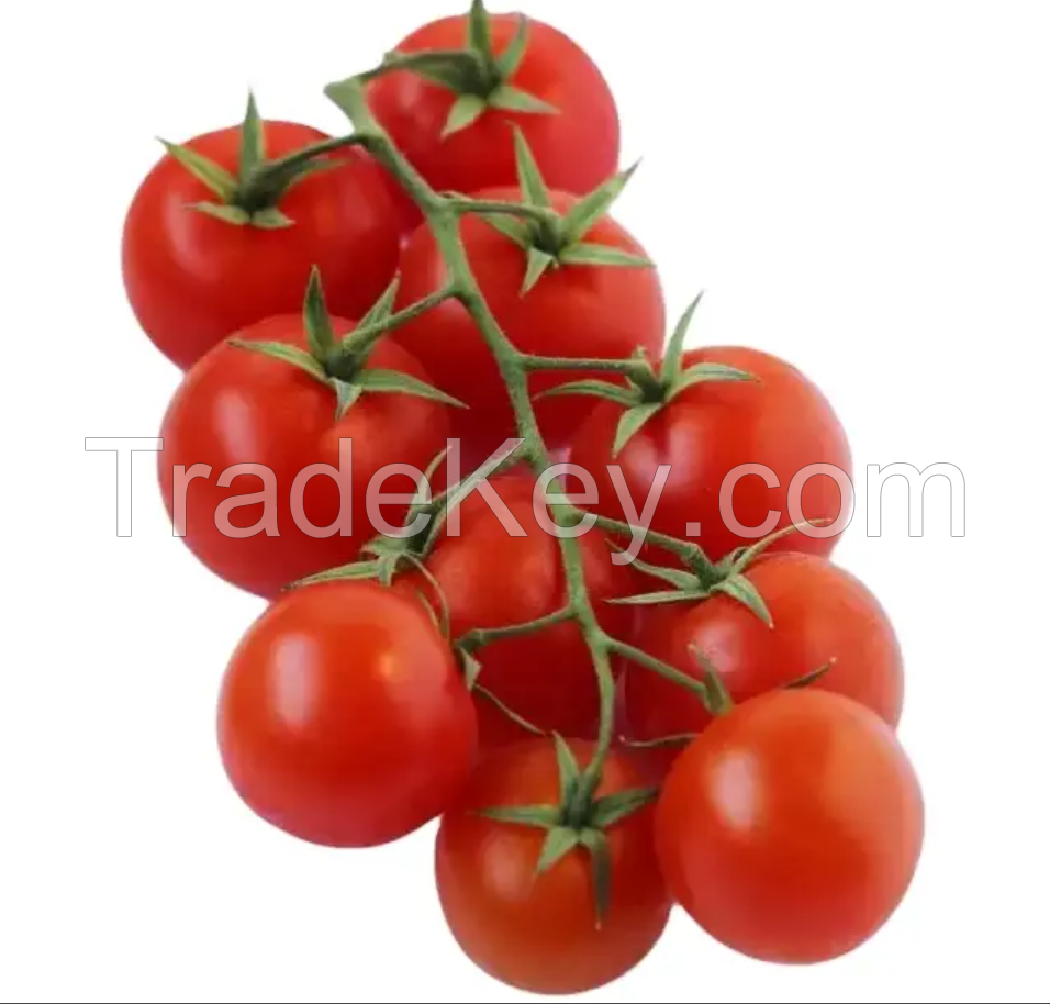 Natural Organic Fresh Tomatoes High Quality Red Tomato /tomato Paste