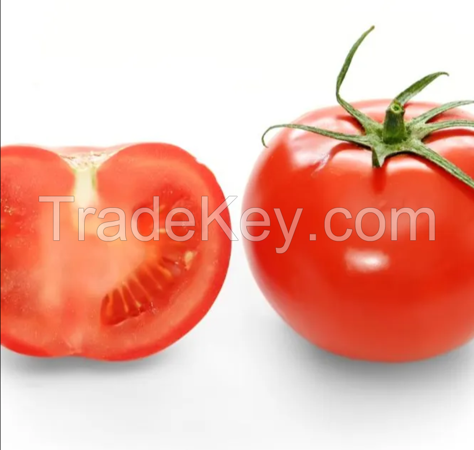 Natural Organic Fresh Tomatoes High Quality Red Tomato /Tomato Paste