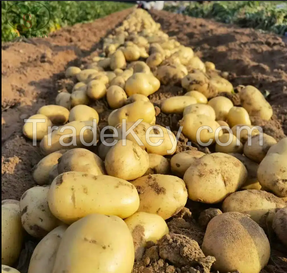 New Crop Popular Vegetables Fresh Potatoes Supplier 100% Organic Wholesale Potatoes Fresh Potato Of Germany With High Quality