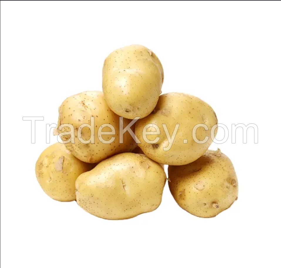New Crop Fresh Potatoes/Fresh Potatoes Top Grade High Nutrition Certified White and Red Potatoes Wholesale Supplier