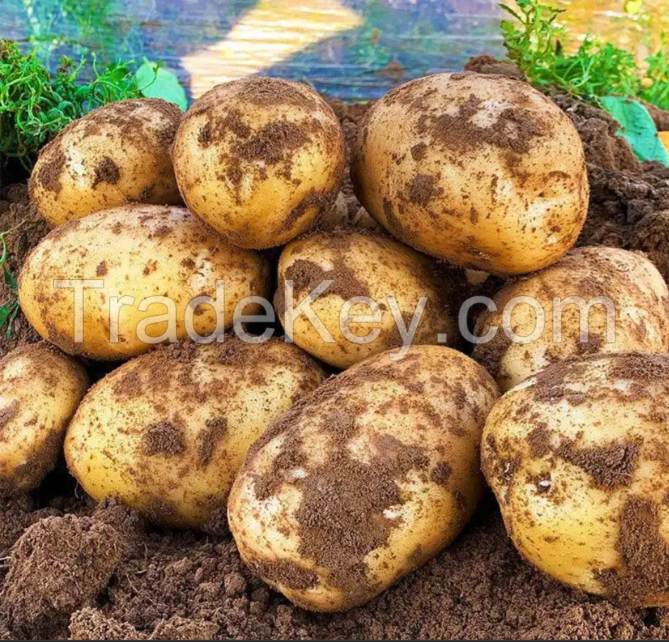 Best price Vegetable seeds new season potato wholesale fresh potato vegetable export export production potato price
