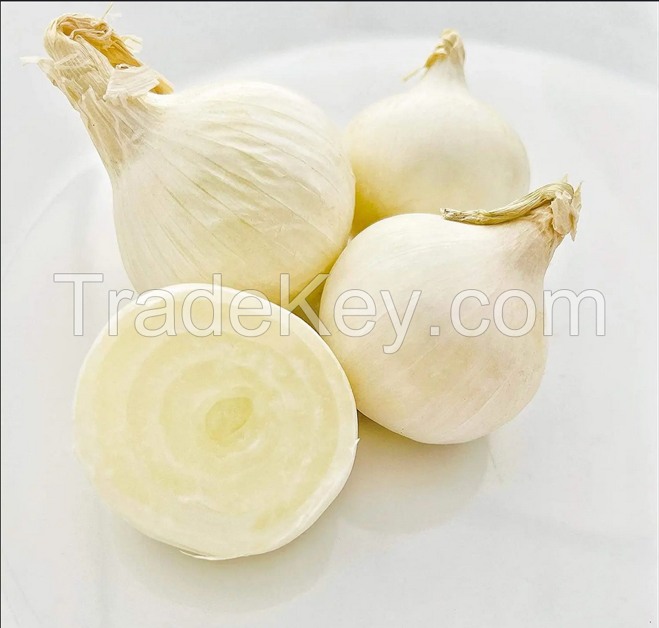 Best Selling Fresh Onions Supplier Fresh Rich Nutrition Red Onions Fresh Onions