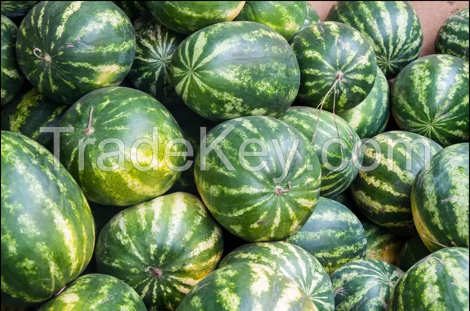 High quality watermelon, the best price, for you to choose fresh fruit
