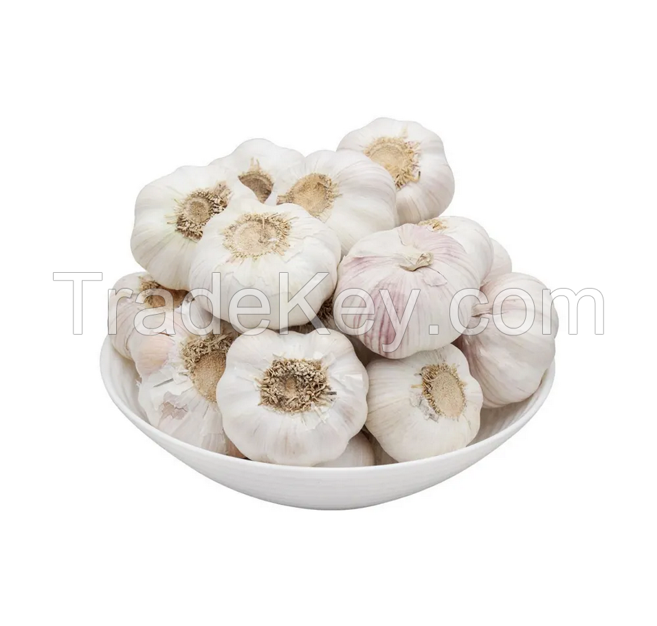 Wholesale Premium Quality Nord Garlic Import Fresh White Garlic Low Price Wholesale Normal Pure Fresh Garlic For Sale