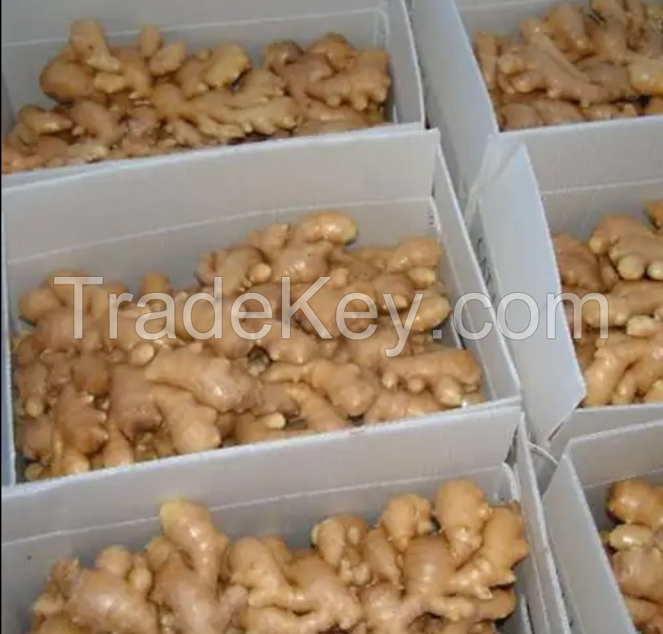 New Crop Fresh Ginger For Sale Ginger Root Superior Quality Spicy and Fragrant Flavor