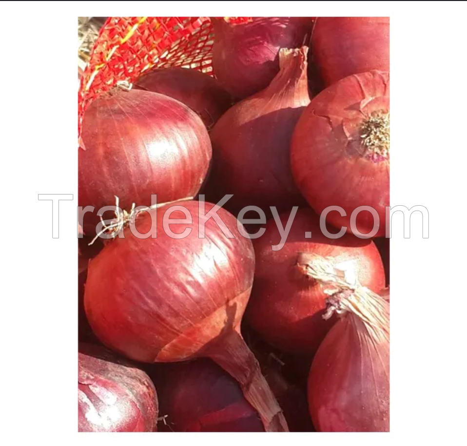 Fresh Onion Peeled Onion Premium Quality Onion Wholesale With Good Price
