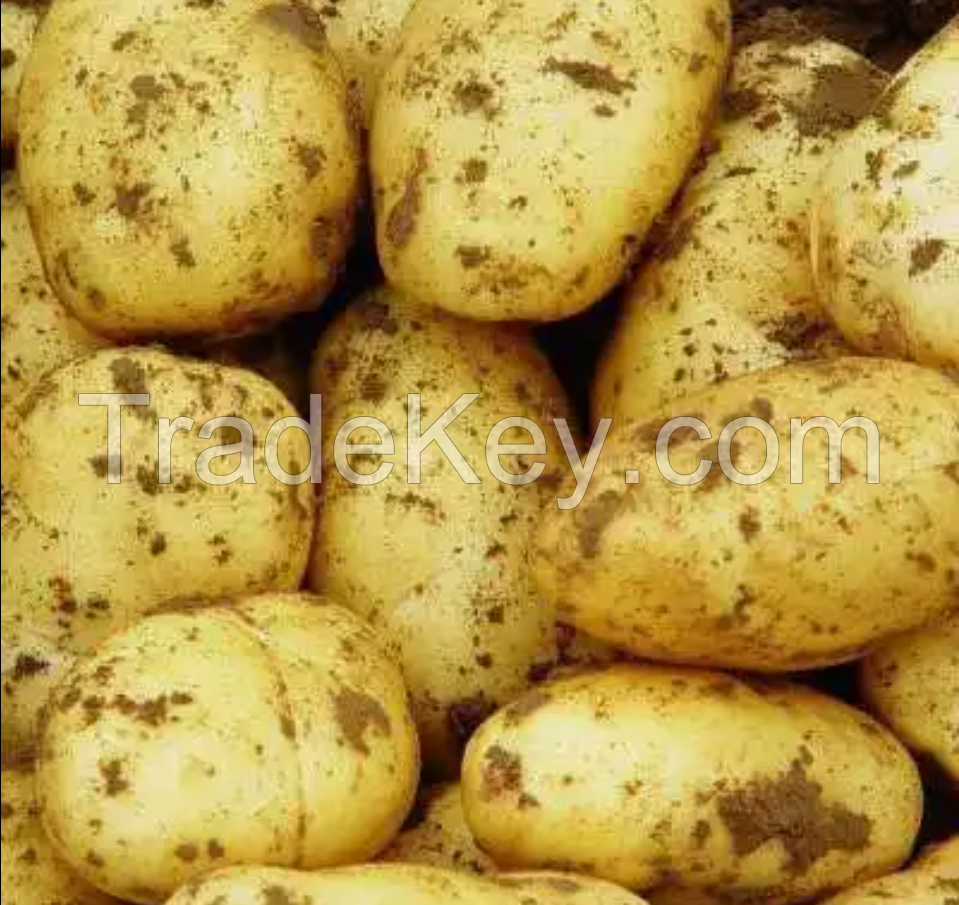 Best Price Vegetable Seeds New Season Potato Wholesale Fresh Potato Vegetable Export Export Production Potato Price