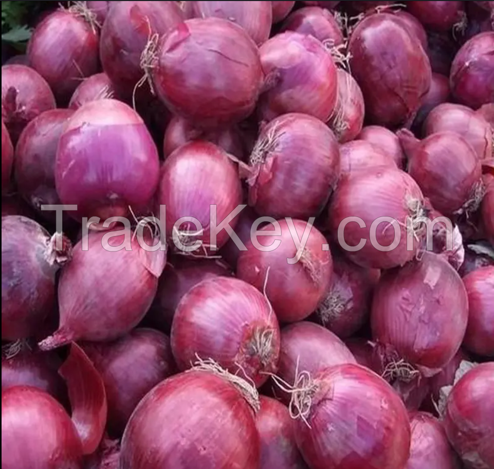 Premium Quality Yellow Onion New Crop Egypt Fresh Golden Onions Cheap Price Natural Healthy yellow onions Wholesale