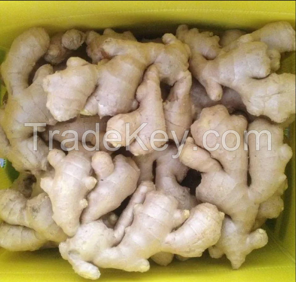 Wholesale organic fresh ginger for sale