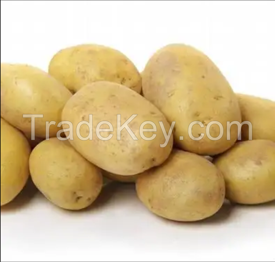 High Quality Fresh Potato From Pakistan White Potato / Red Potatoes